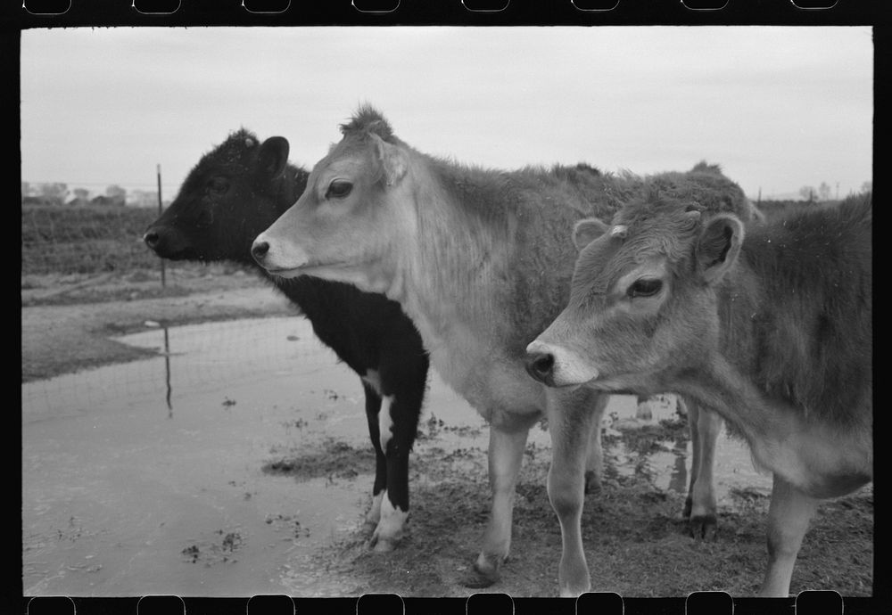 Cows at the FSA (Farm Security Administration) Casa Grande Farms, Coolidge, Arizona by Russell Lee