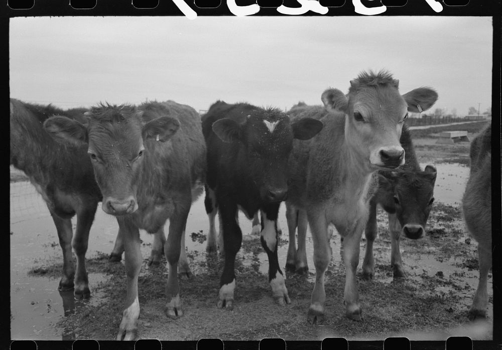 [Untitled photo, possibly related to: Cows at the FSA (Farm Security Administration) Casa Grande Farms, Coolidge, Arizona]…