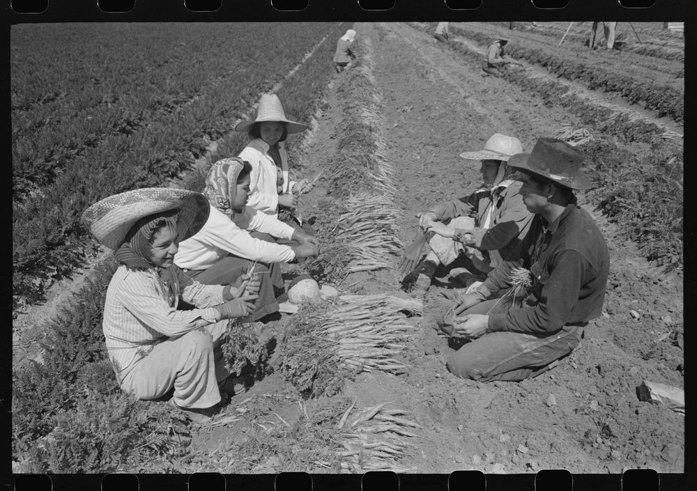 Agricultural workers bunching carrots, Yuma County, Arizona by Russell Lee