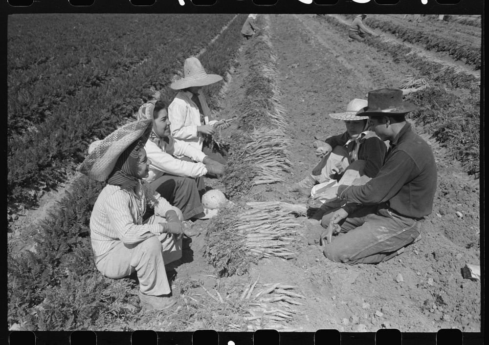 [Untitled photo, possibly related to: Agricultural workers bunching carrots, Yuma County, Arizona] by Russell Lee
