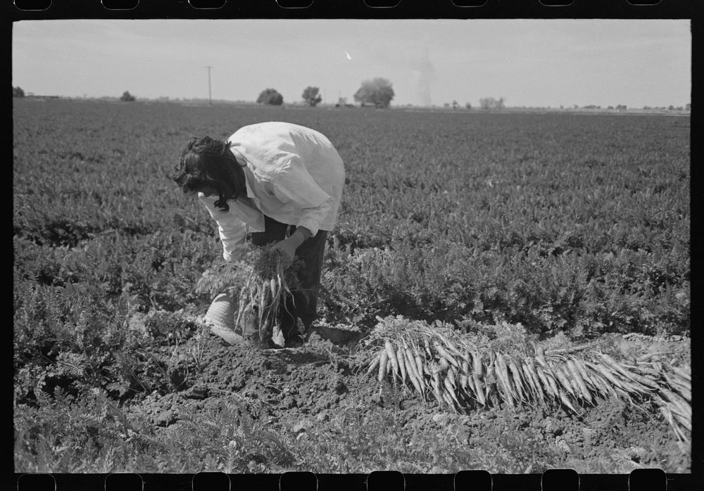Agricultural worker bunching carrots, Yuma County, Arizona by Russell Lee