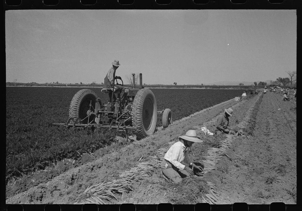 Bunching carrots. Large machine is digging the carrots. Yuma County, Arizona by Russell Lee