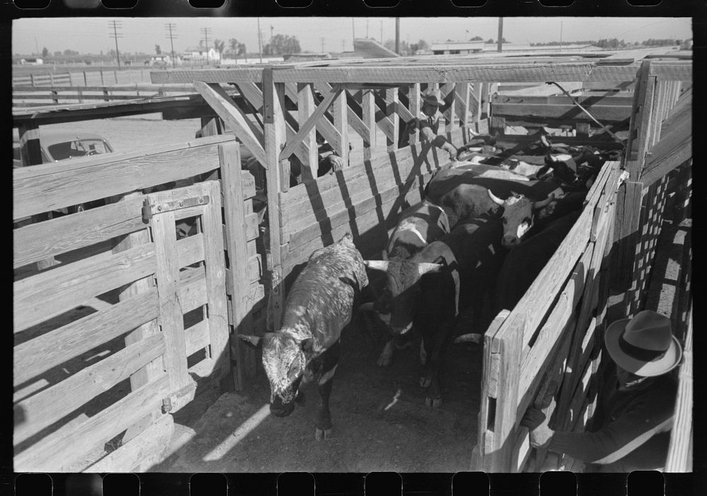 [Untitled photo, possibly related to: Brawley, California. Cattle corral. Many cattle are fed for market] by Russell Lee