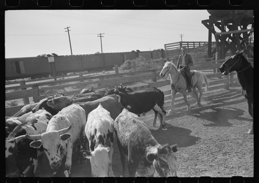 Driving cattle into corral before shipment to market. Brawley, California. These are Mexican cattle and are not typical of…