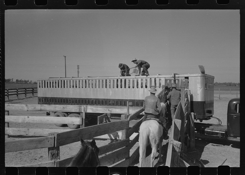 Loading cattle into trailer for shipment to market. Brawley, California by Russell Lee
