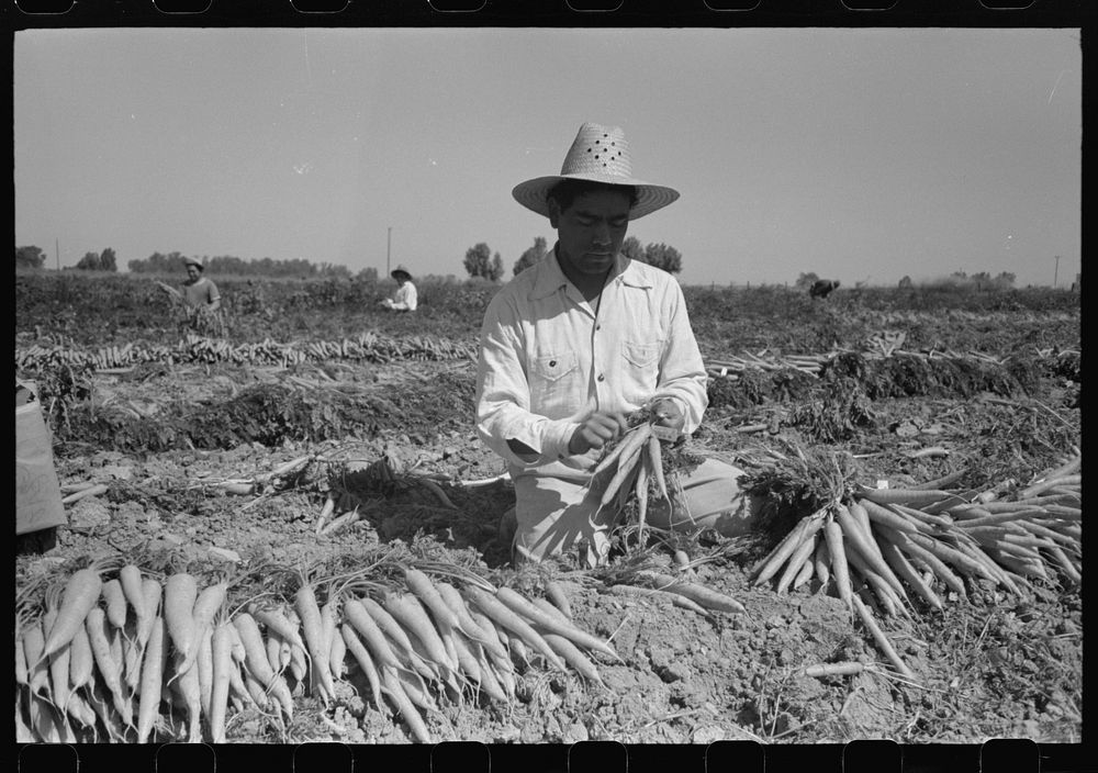 [Untitled photo, possibly related to: Bunching carrots. Imperial County, California] by Russell Lee