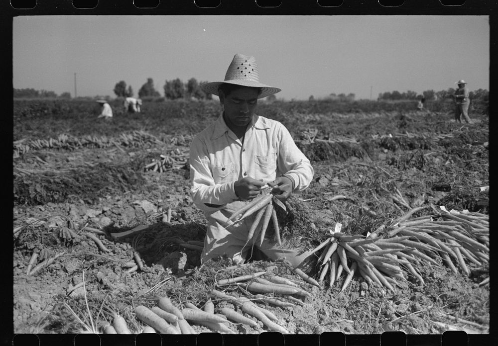 Bunching carrots. Imperial County, California by Russell Lee