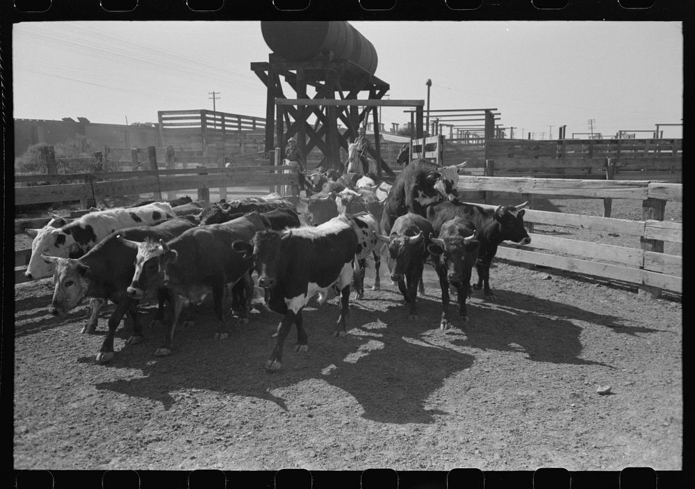 Driving cattle into corral before shipment to market. Brawley, California. These are Mexican cattle and are not typical of…