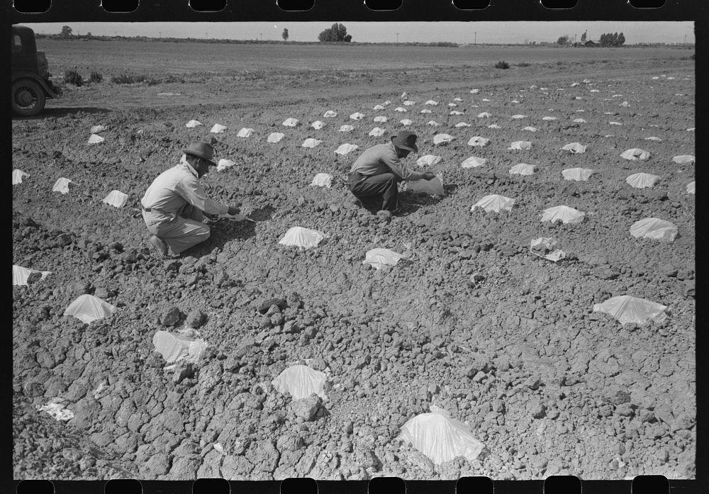 Workmen put paper caps over young melon plants in order to protect the plants from sun and wind. Imperial County, California…