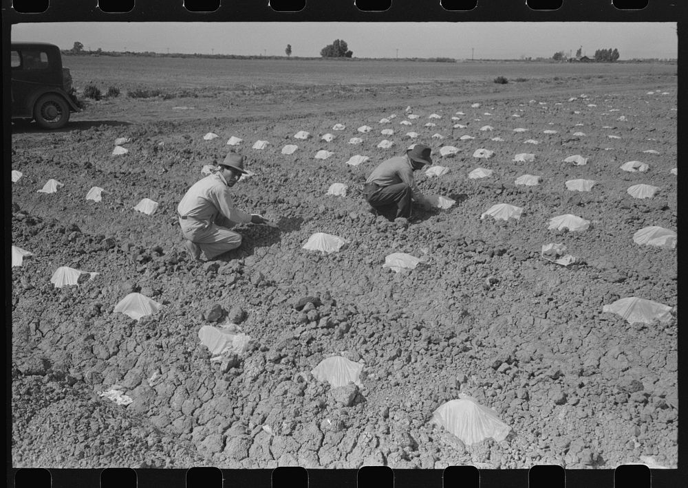 [Untitled photo, possibly related to: Workmen put paper caps over young melon plants in order to protect the plants from sun…