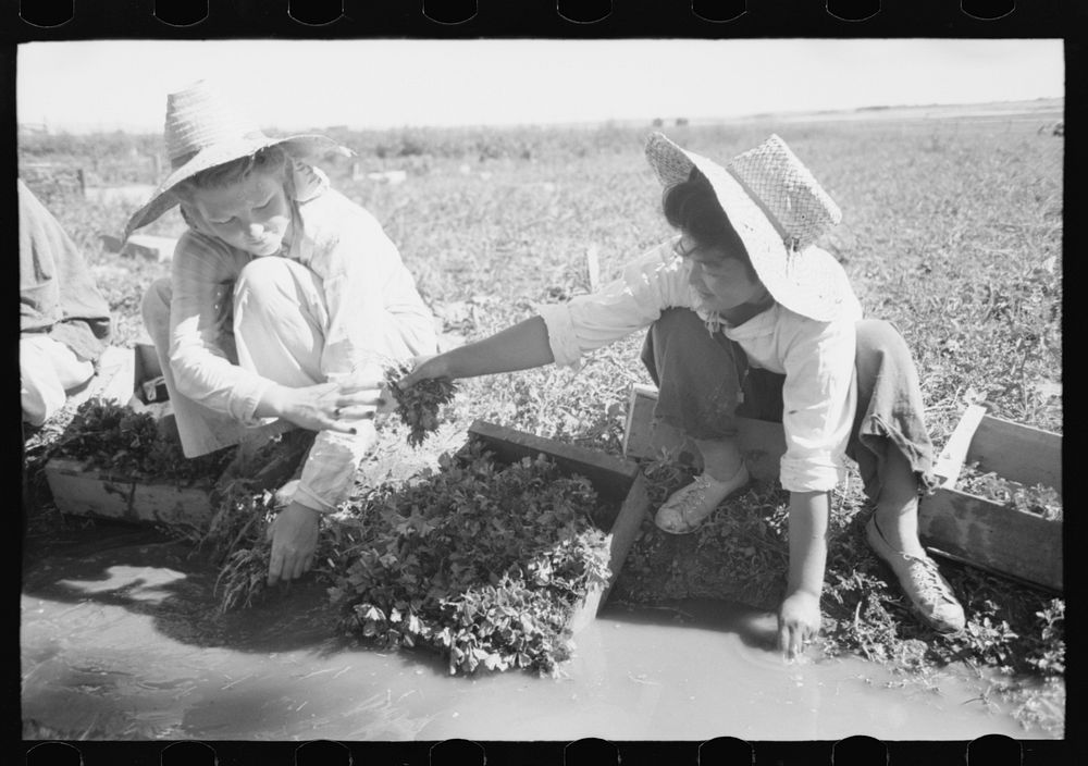 Malheur County, Oregon. Japanese-American girls washing celery sprouts for transplanting by Russell Lee