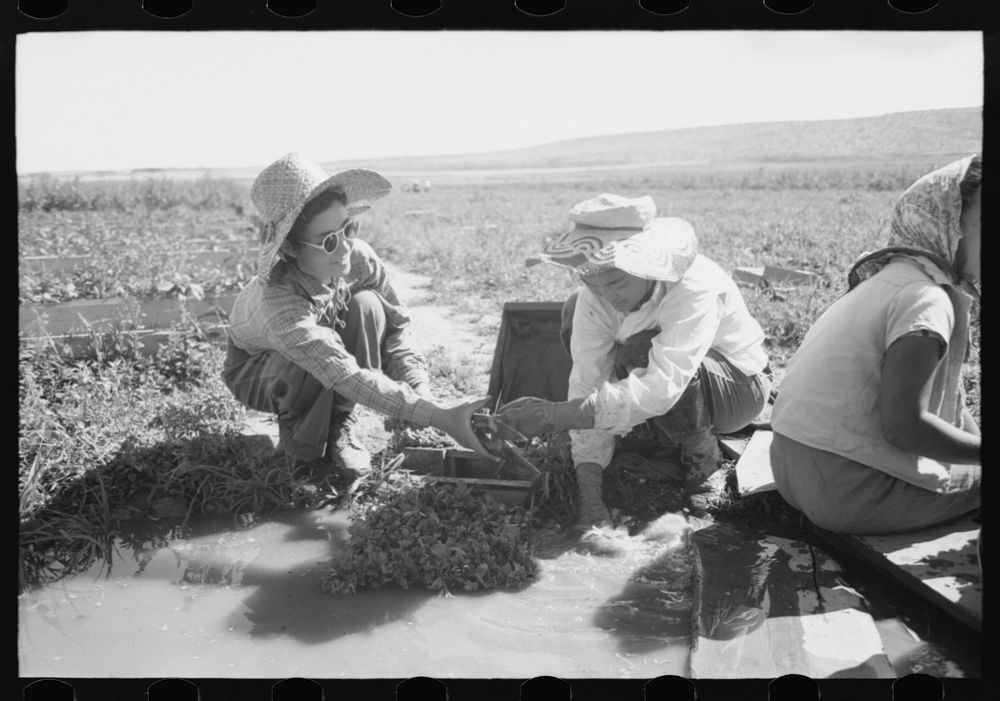 Malheur County, Oregon. Japanese-American girls washing celery sprouts for transplanting by Russell Lee