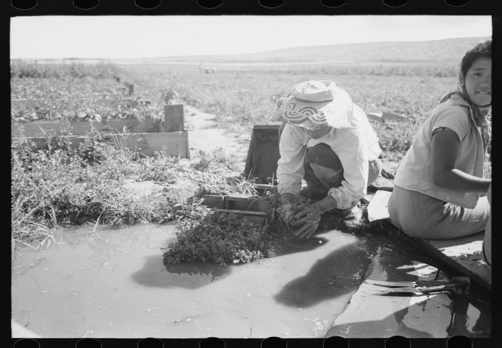 [Untitled photo, possibly related to: Malheur County, Oregon. Japanese-American girls washing celery sprouts for…