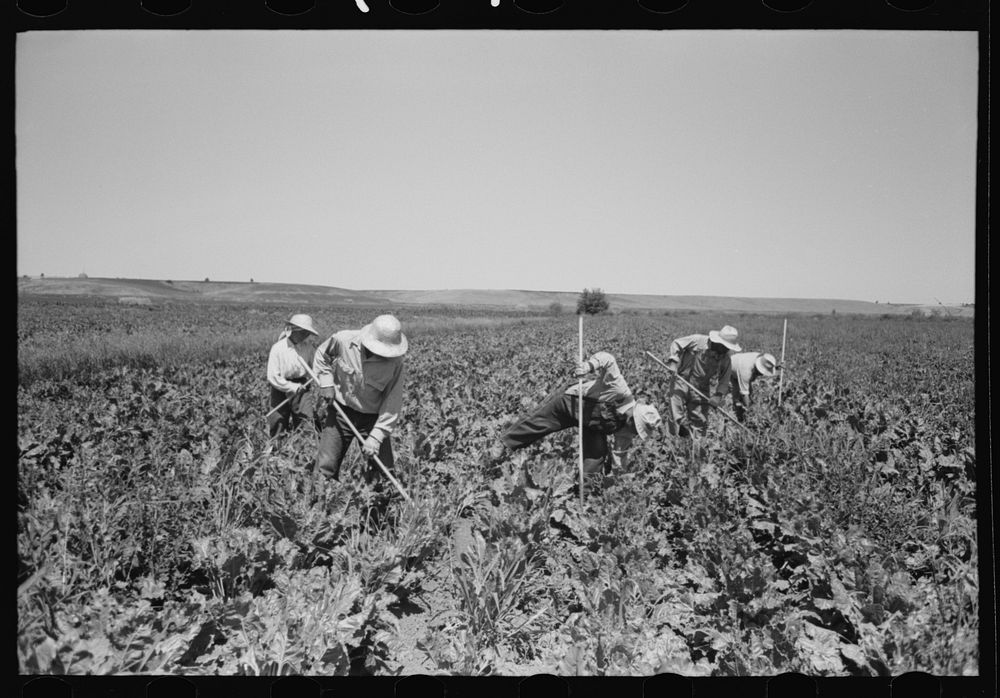 Nyssa, Oregon. FSA (Farm Security Administration) mobile camp. Japanese-Americans working in the sugar beets by Russell Lee