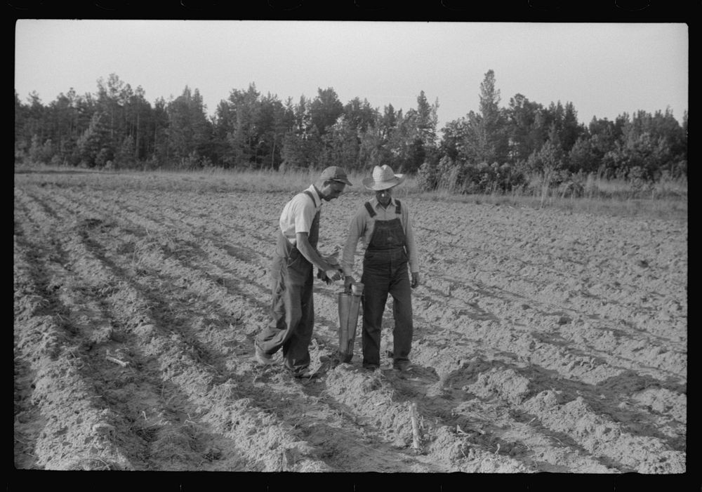 Using a mechanical planter in a tobacco field near Chapel Hill, North Carolina. Sourced from the Library of Congress.