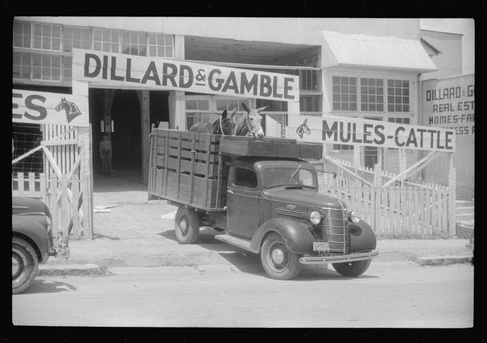 At a cattle dealer's establishment. Durham, North Carolina. Sourced from the Library of Congress.