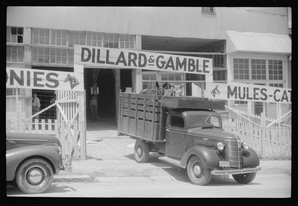 [Untitled photo, possibly related to: At a cattle dealer's establishment. Durham, North Carolina]. Sourced from the Library…