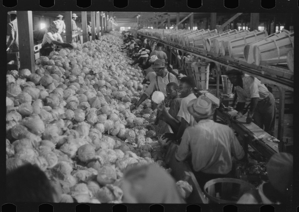 Migratory agricultural workers grading cabbages at the Webster Canning Company, Cheriton, Virginia. Sourced from the Library…