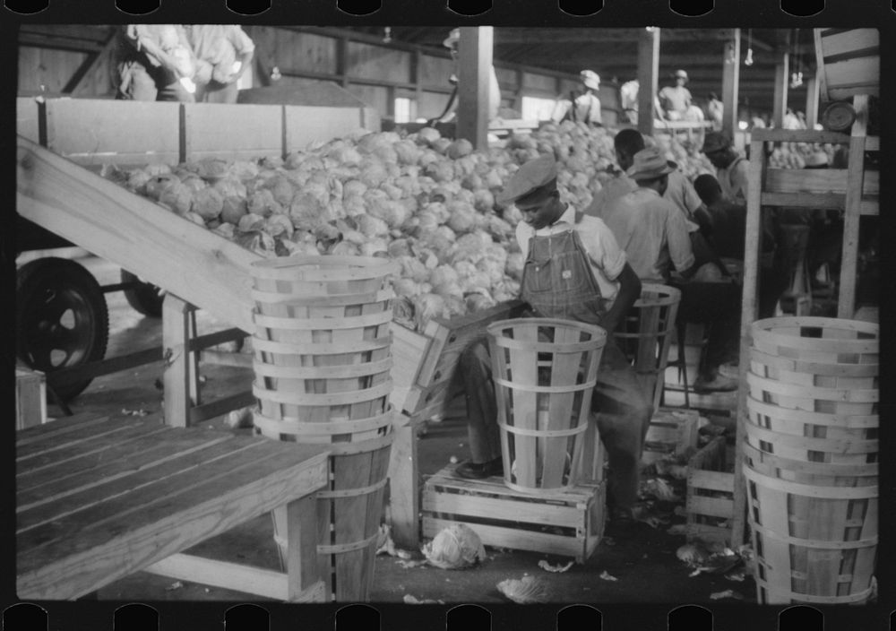 Migratory agricultural workers grading cabbages at the Webster Canning Company, Cheriton, Virgina. Sourced from the Library…