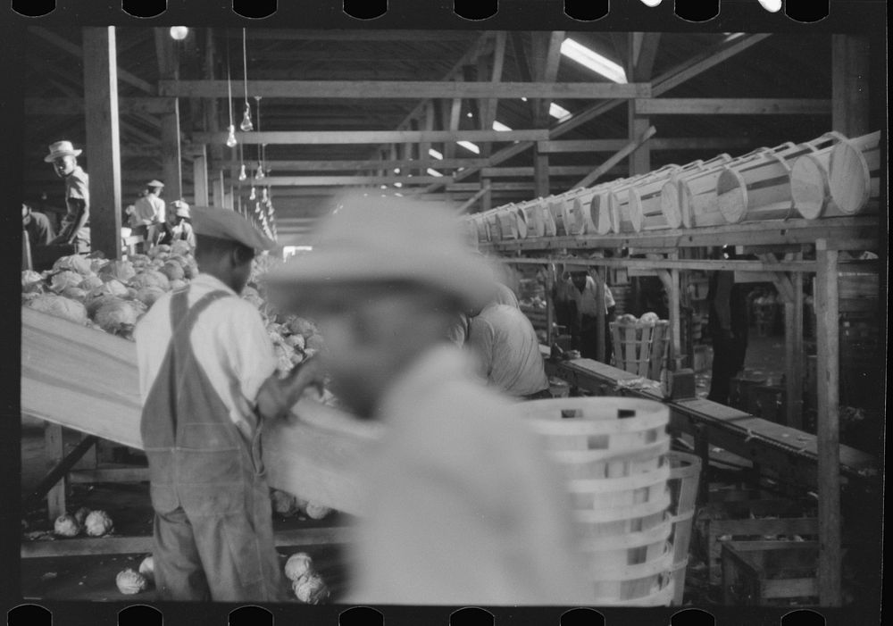 [Untitled photo, possibly related to: Migratory agricultural workers grading cabbages at the Webster Canning Company…