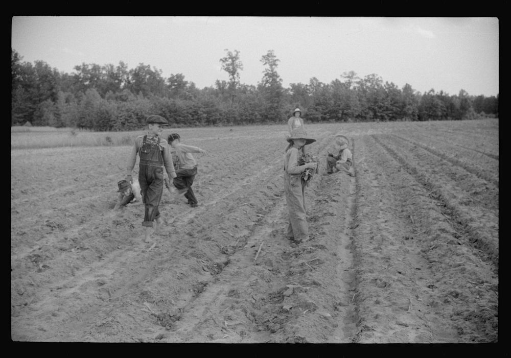 [Untitled photo, possibly related to: Little boy with tobacco plants during the planting season near Chapel Hill, North…