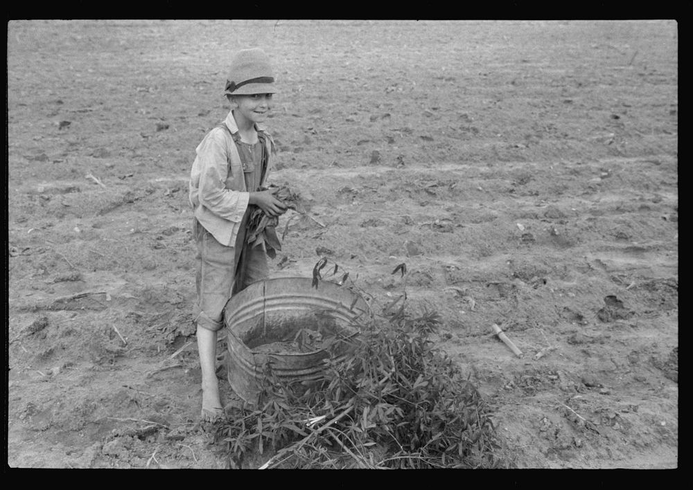 Little boy with tobacco plants during the planting season near Chapel Hill, North Carolina. Sourced from the Library of…