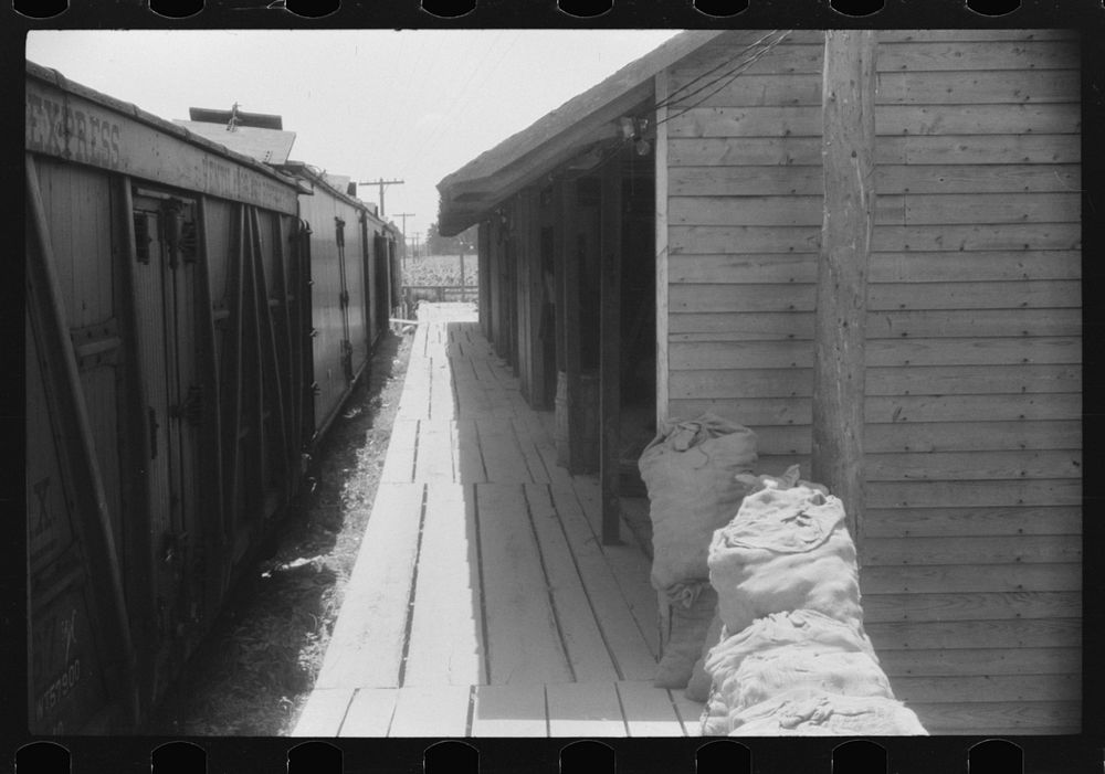 [Untitled photo, possibly related to: Loading potatoes onto freight cars for shipment to the big cities of the north.…