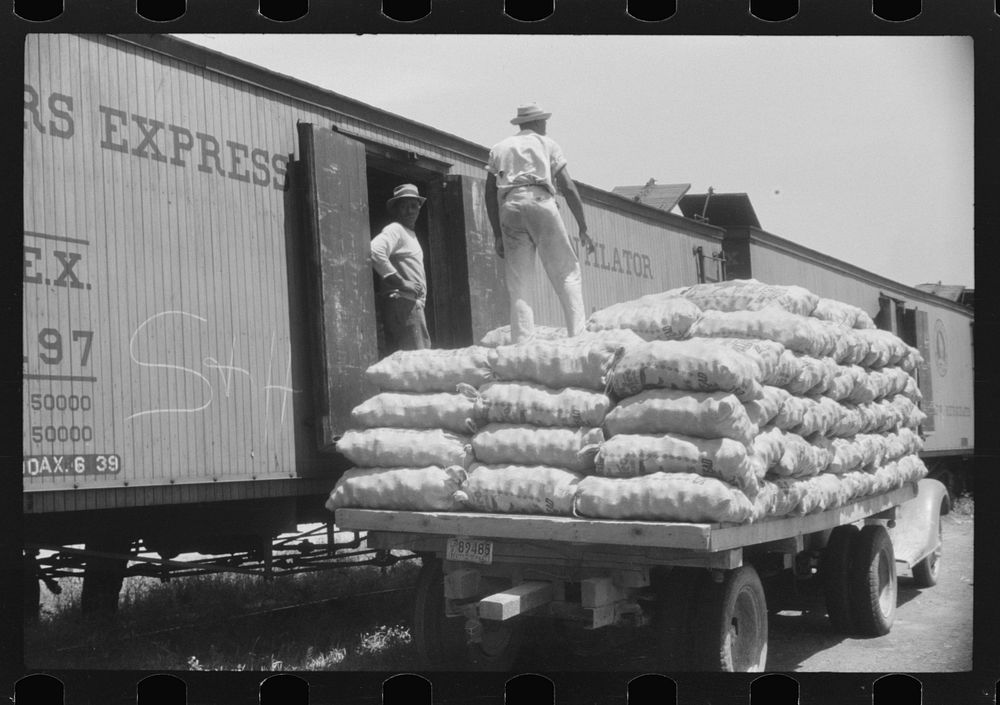 Loading potatoes onto freight cars for shipment to the big cities of the north. Elizabeth City, North Carolina. Sourced from…