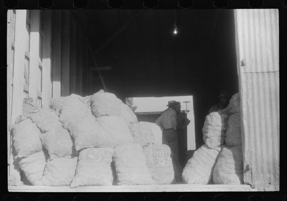 [Untitled photo, possibly related to: Potatoes brought from the field to grading station, Belcross, North Carolina]. Sourced…