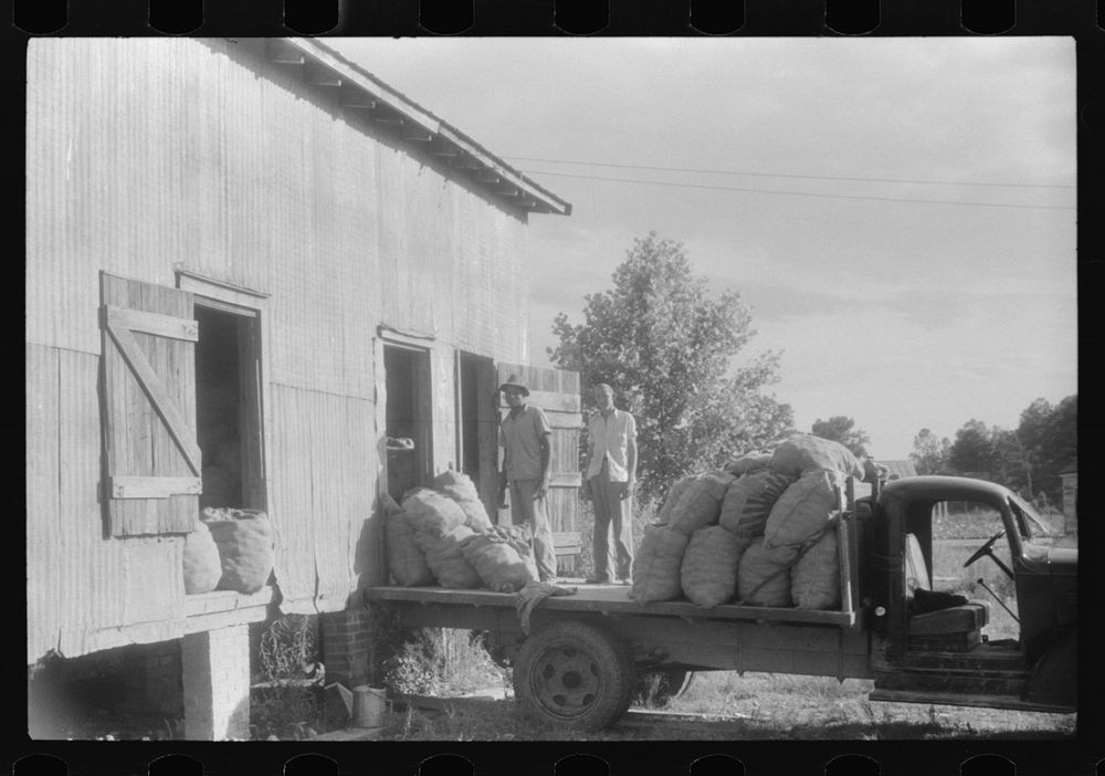 Potatoes brought from the field to grading station, Belcross, North Carolina. Sourced from the Library of Congress.