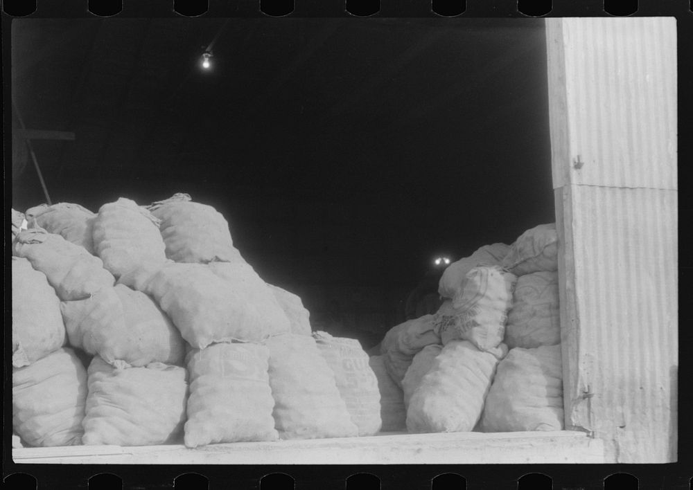 [Untitled photo, possibly related to: Potatoes brought from the field to grading station, Belcross, North Carolina]. Sourced…