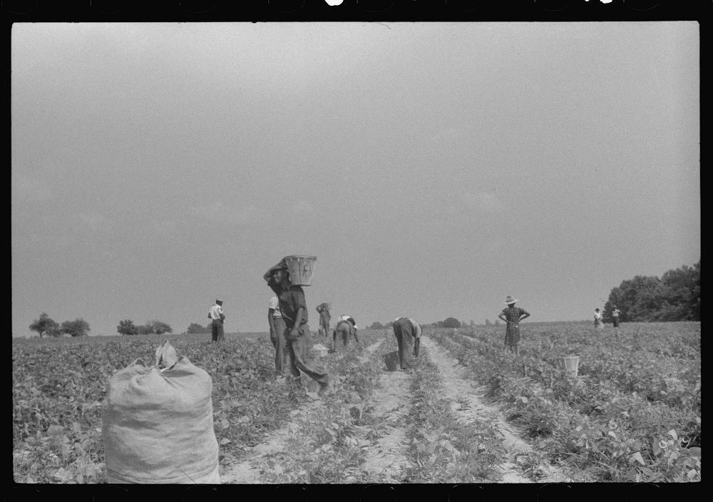 Migratory agricultural workers picking beans at seven cents a hundred pounds in a field near Statensville, Delaware. Sourced…