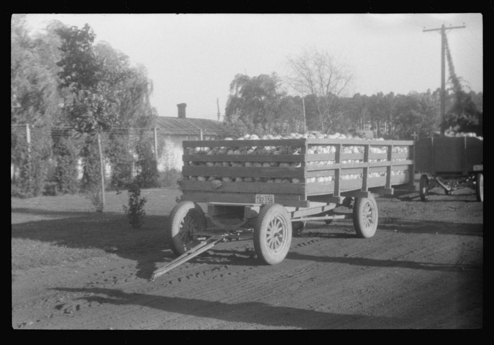 Cabbages in Webster Canning Company, Cheriton, Virginia waiting to be graded and packed. Sourced from the Library of…