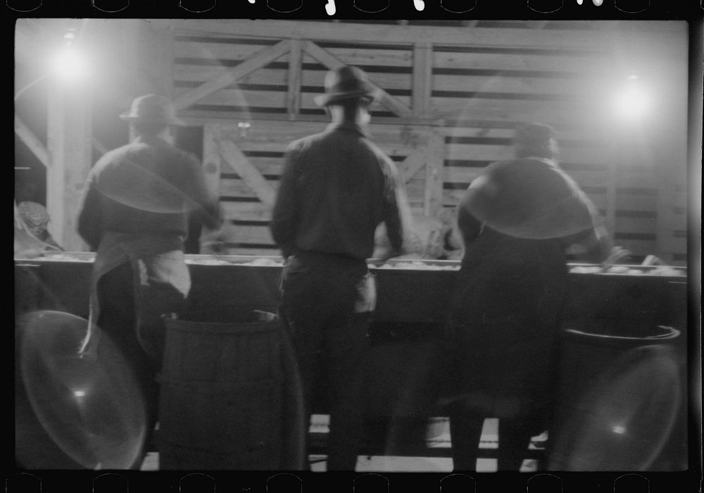 [Untitled photo, possibly related to: Migratory agricultural workers at the "pick table" of a grader in Camden, North…
