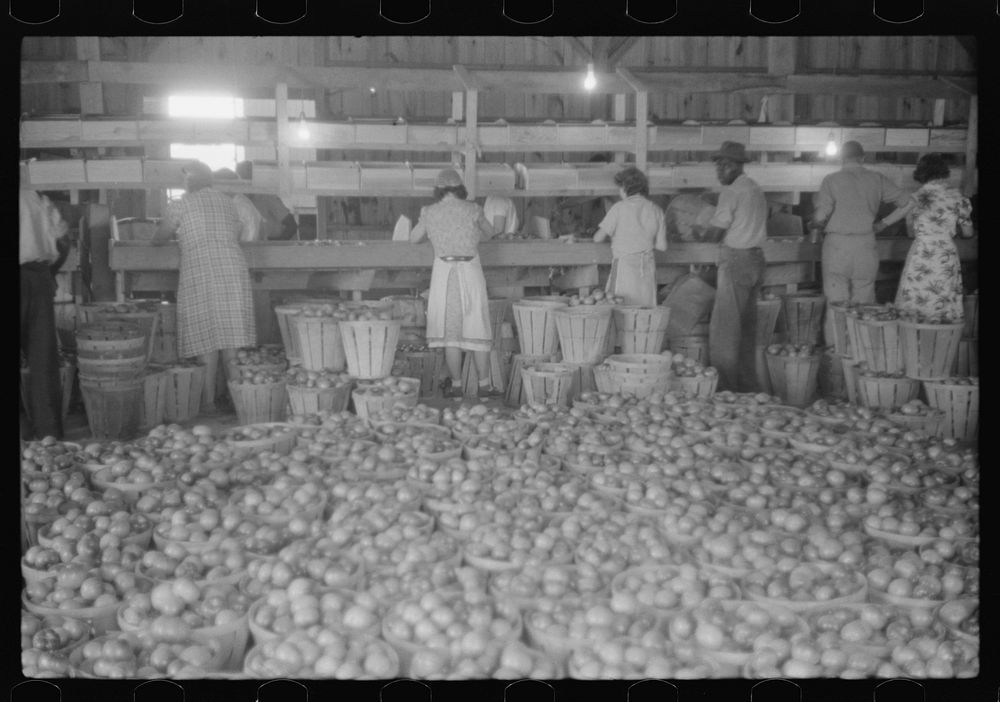 [Untitled photo, possibly related to: Green tomatoes waiting to be graded and packed at Kings Creek Packing Company, Kings…