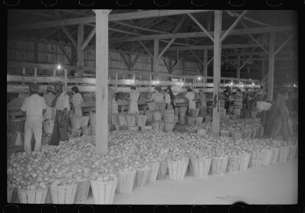 [Untitled photo, possibly related to: Green tomatoes waiting to be graded and packed at Kings Creek Packing Company, Kings…