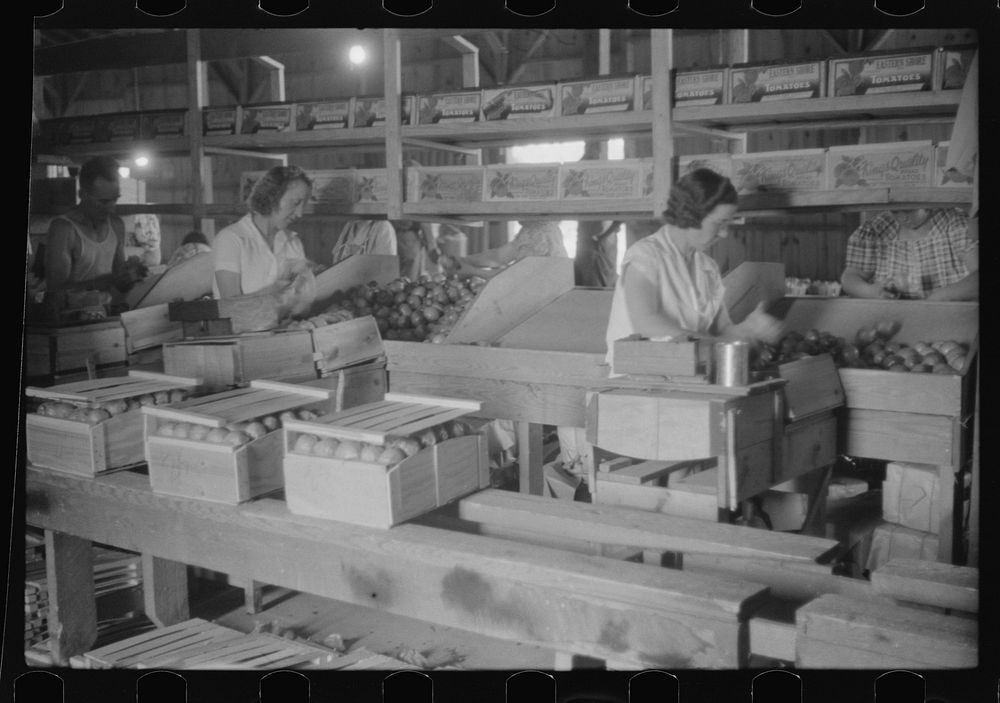 Florida tomato wrappers at work in Kings Creek Packing Company, Kings Creek, Maryland. Sourced from the Library of Congress.