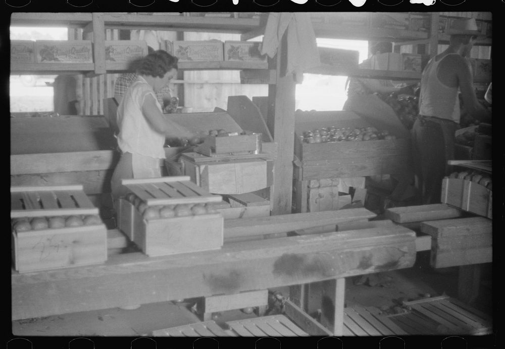 [Untitled photo, possibly related to: Florida tomato wrappers at work in Kings Creek Packing Company, Kings Creek…