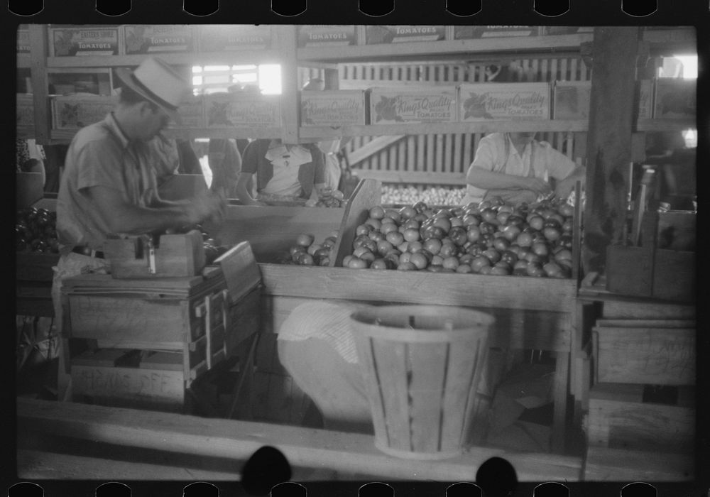 [Untitled photo, possibly related to: Florida tomato wrappers at work in Kings Creek Packing Company, Kings Creek…