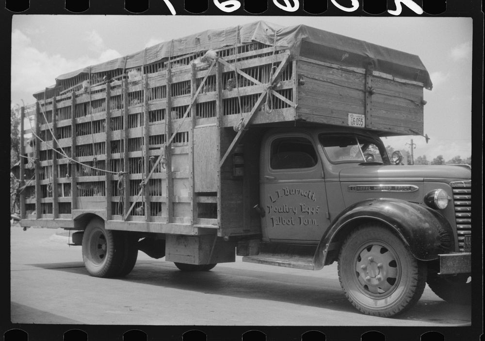 A truckload of chickens at a truck service station on U.S. 1 (New York Avenue) Washington, D.C.. Sourced from the Library of…