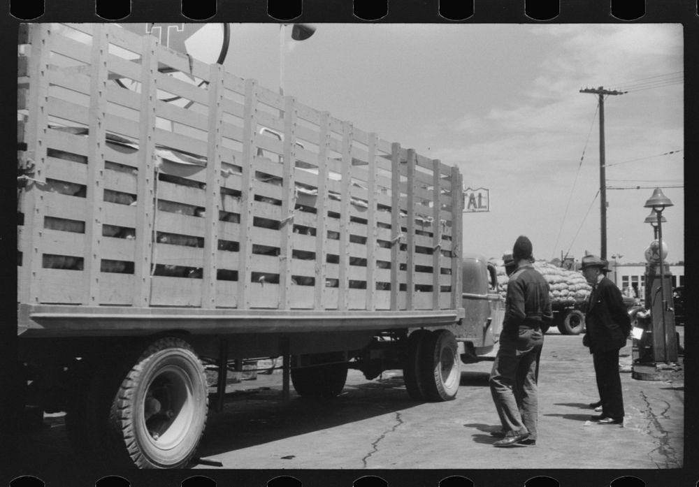 [Untitled photo, possibly related to: A truckload of chickens at a truck service station on U.S. 1 (New York Avenue)…