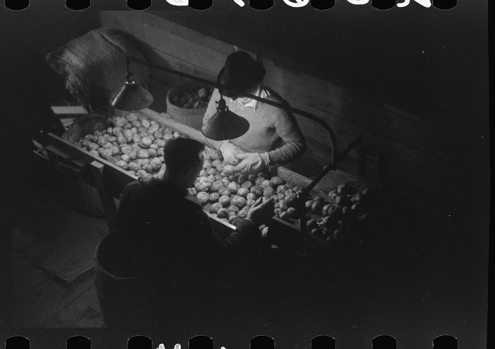 [Untitled photo, possibly related to: Grading potatoes at the Woodman Potato Company, one of the largest in Caribou, Maine].…