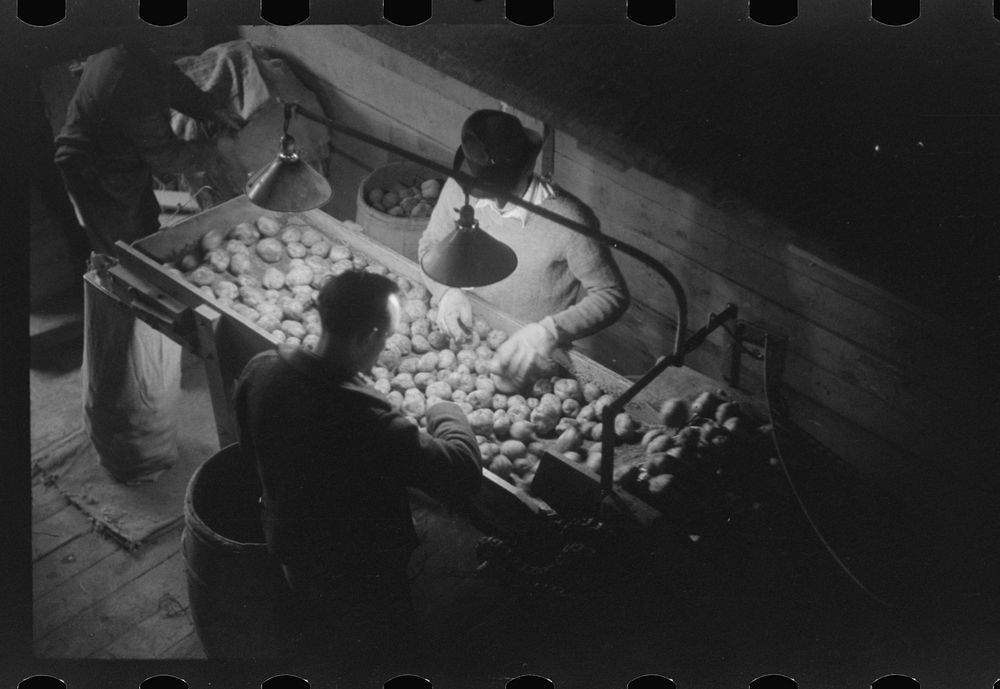 [Untitled photo, possibly related to: Grading potatoes at the Woodman Potato Company, one of the largest in Caribou, Maine].…