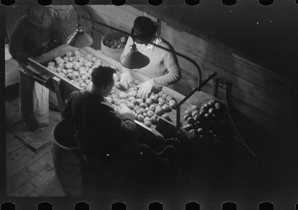 Grading potatoes at the Woodman Potato Company, one of the largest in Caribou, Maine. Sourced from the Library of Congress.