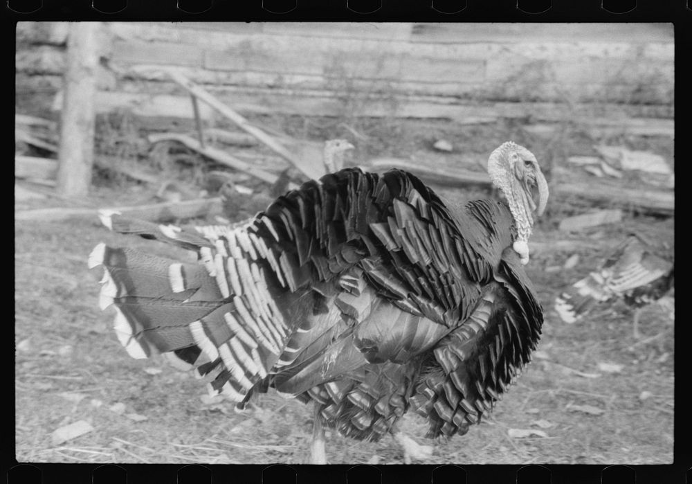 [Untitled photo, possibly related to: Turkey on the farm of a French-Canadian potato farmer in Soldier Pond, Maine]. Sourced…