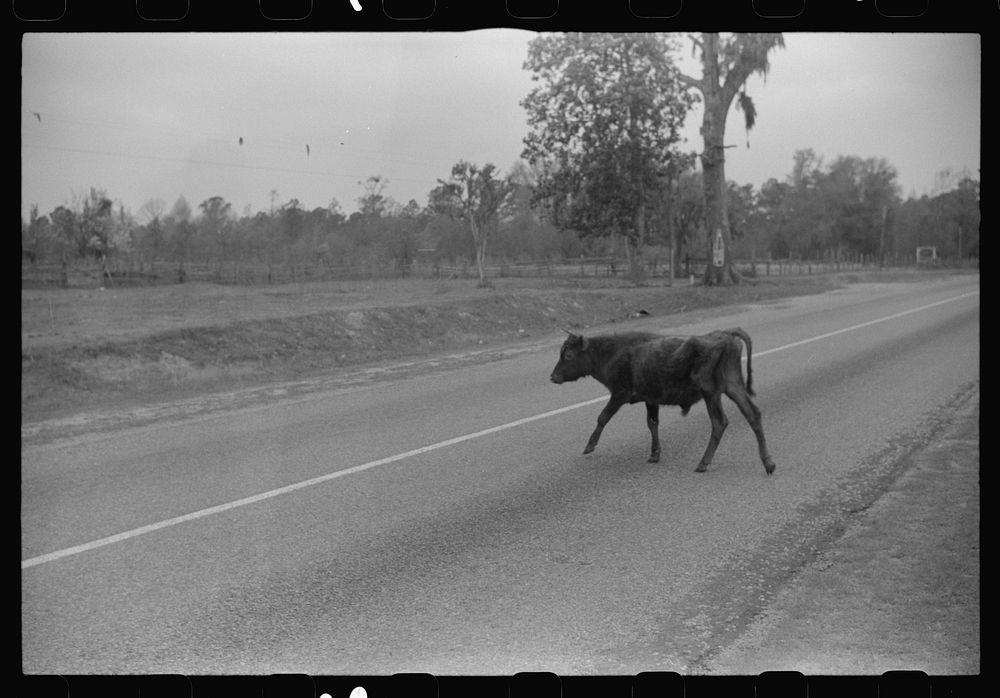Cattle and hogs graze along the roadside in the lowlands near Hinesville, Georgia. Sourced from the Library of Congress.