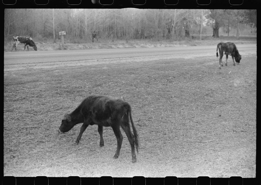 [Untitled photo, possibly related to: Cattle and hogs graze along the roadside in the lowlands near Hinesville, Georgia].…