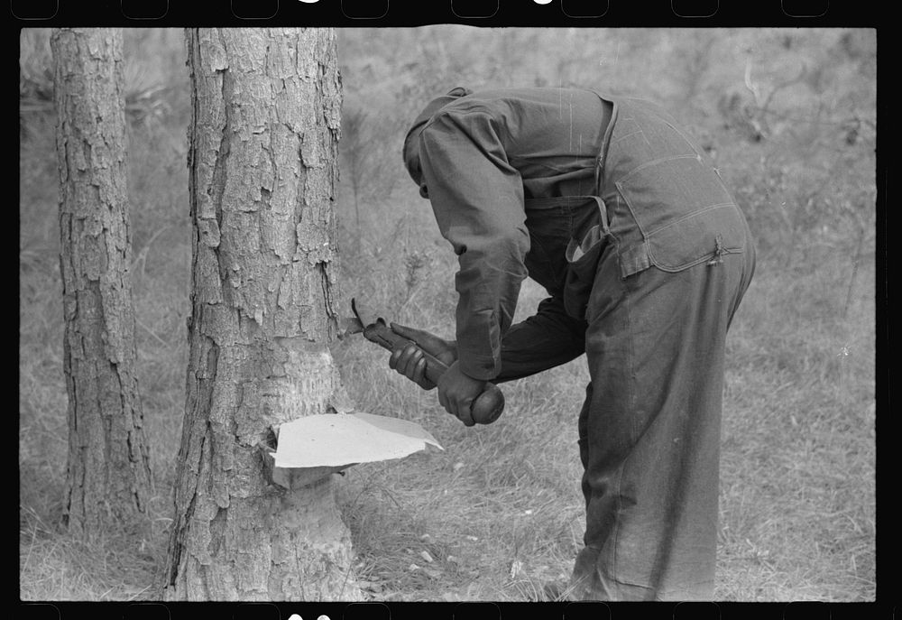 Chipping turpentine on a second-year face with a "hack." Near Pembroke, Georgia. Sourced from the Library of Congress.
