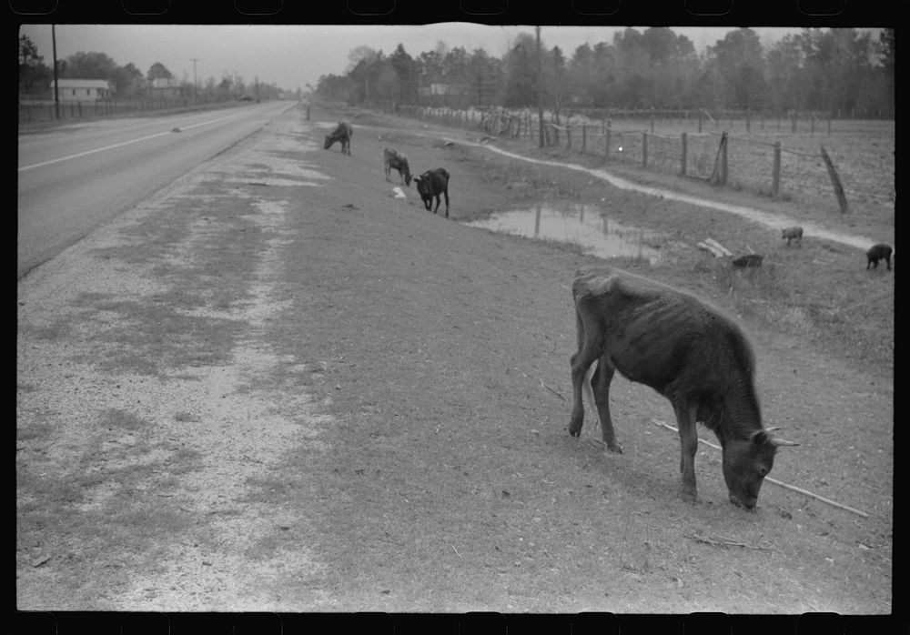 Cattle and hogs graze along the roadside in the lowlands, near Hinesville, Georgia. Sourced from the Library of Congress.