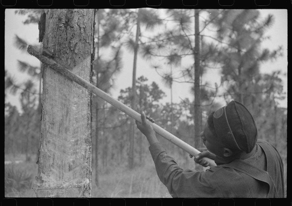 [Untitled photo, possibly related to: Pulling operation of a four-year face in a turpentine grove near Pembroke, Georgia].…